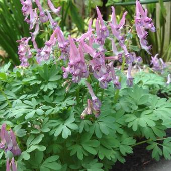 Corydalis solida