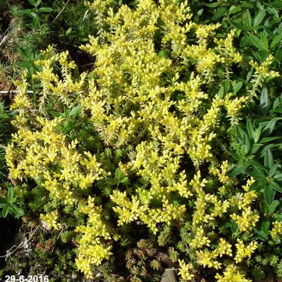 Muurpeper - Sedum acre