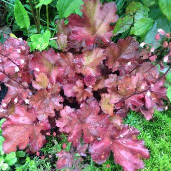 Heuchera 'Cherry Cola'