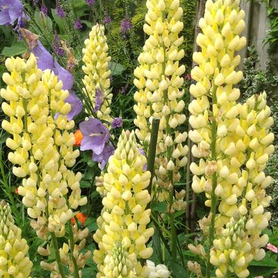 Lupine - Lupinus russell 'Chandelier'