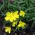 Oenothera fruticosa 'African Sun'