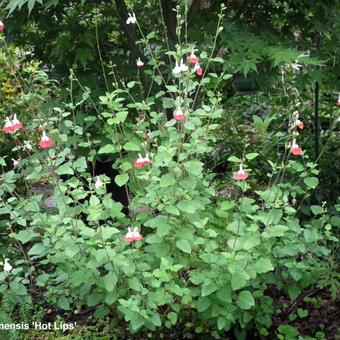 Salvia x jamensis 'Hot Lips'