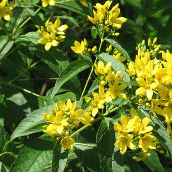 Lysimachia vulgaris