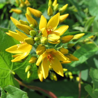 Lysimachia vulgaris