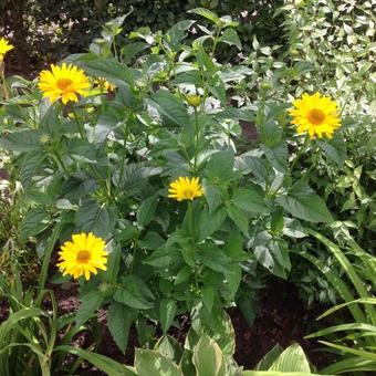 Heliopsis helianthoides var. scabra