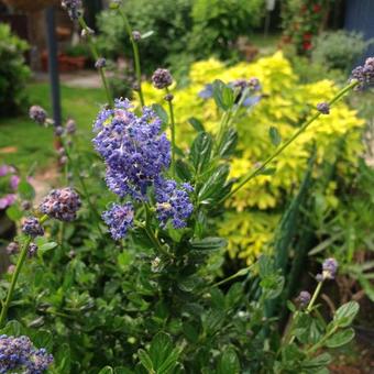 Ceanothus impressus 'Victoria'