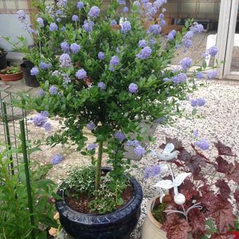 Ceanothus impressus 'Victoria'