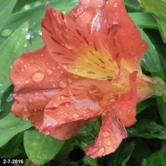 Alstroemeria 'PRINCESS Elaine'