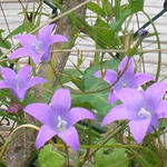 Campanula patula - Weideklokje