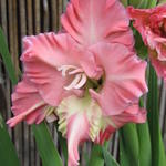 Gladiolus 'Summer Ruffles' - Gladiool