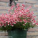 Nemesia 'SUNSATIA Cherry on Ice' - Elfenspiegel