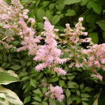 Astilbe - Prachtspirea