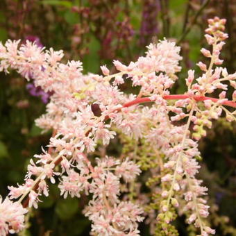 Astilbe