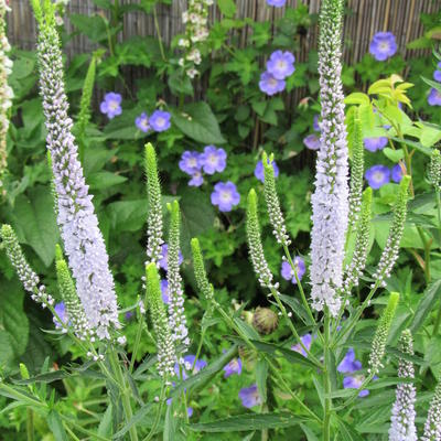 Ereprijs - Veronica spicata 'Lila Karina'