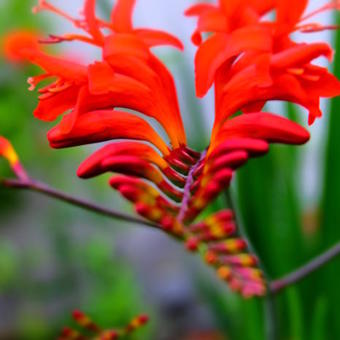 Crocosmia x crocosmiiflora 'Lucifer'