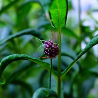 Allium 'Hair'