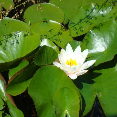 Waterlelie - Nymphaea alba 