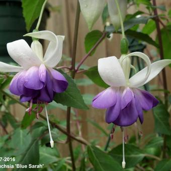 Fuchsia 'Delta's Sara'