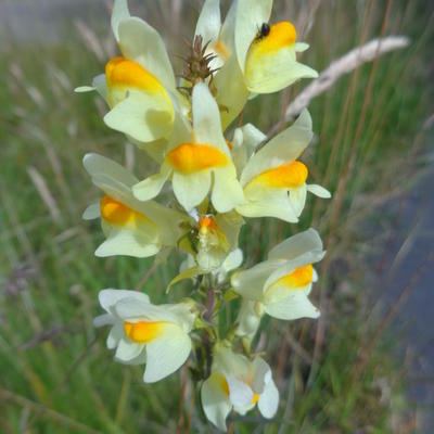 Linaria vulgaris - Vlasbekje, vlasleeuwebek