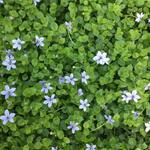 Isotoma fluviatilis 'Blue Foot' - Isotoma, Laurentia