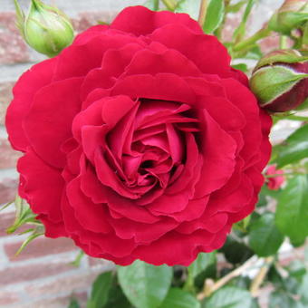 Rosa 'Grand Award'