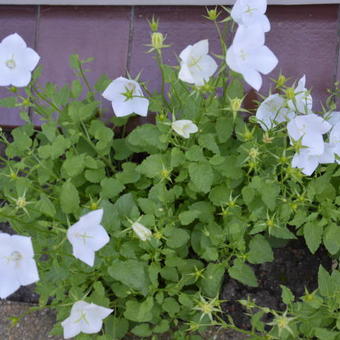 Campanula carpatica 'Weisse Clips'