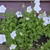 Campanula carpatica 'Weisse Clips'