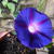 Ipomoea purpurea