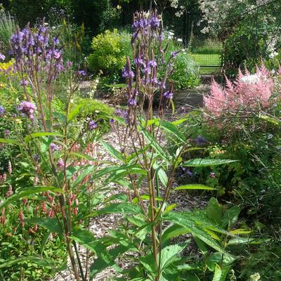 IJzerhard - Verbena hastata