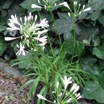 Agapanthus 'AMOURETTE White' - Afrikaanse lelie