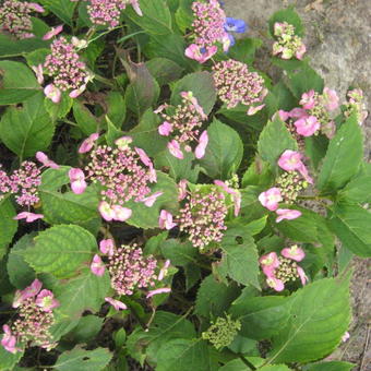 Hydrangea macrophylla FLAIR & FLAVOUR 'Cotton Candy'