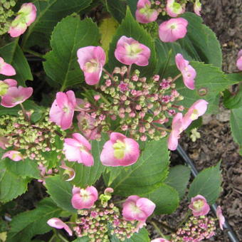 Hydrangea macrophylla FLAIR & FLAVOUR 'Cotton Candy'