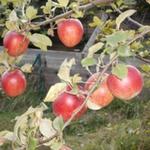 Malus domestica  'La Paix' - Appel