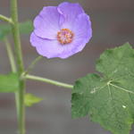 Abutilon x suntense - Chinese lantaarn