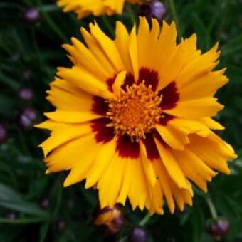 Coreopsis grandiflora 'Rising Sun'