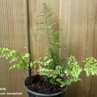 Adiantum venustum