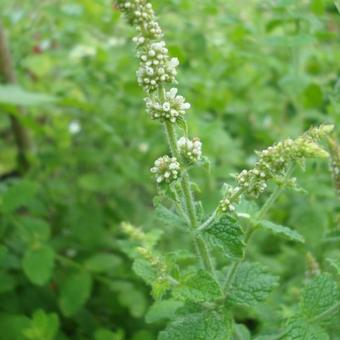 Mentha suaveolens 'Apfelminze'