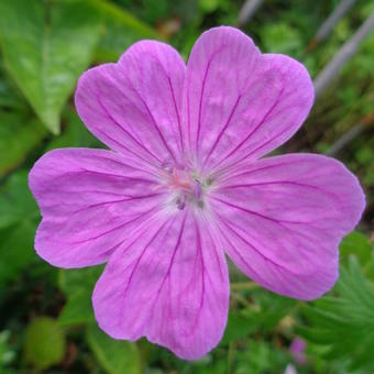 Geranium sanguineum 'Holden'