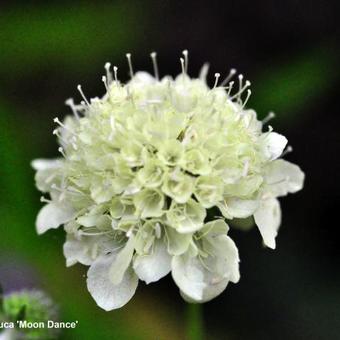 Scabiosa ochroleuca 'Moon Dance'