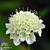 Scabiosa ochroleuca 'Moon Dance'