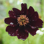 Cosmos x Dahlia 'Mexican Star' - Cosmosdahlia