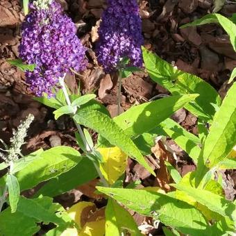 Buddleja davidii 'BUZZ Midnight'