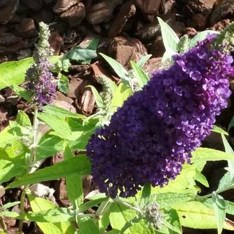 Buddleja davidii 'BUZZ Midnight'