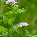 Trifolium resupinatum - Perzische klaver