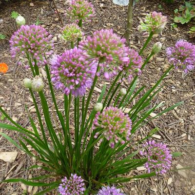 Sierui - Allium 'Millennium'