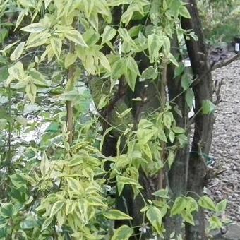 Solanum jasminoides 'Variegata'