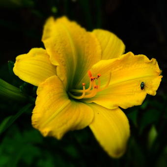 Hemerocallis 'Green Flutter'