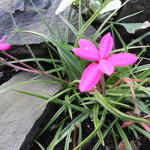 Rhodohypoxis  baurii var. confecta - Sterretjesgras, Roodsterretje