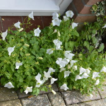 Campanula carpatica 'Weisse Clips'