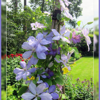 Clematis 'Mrs Cholmondeley'